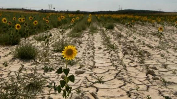 Невиждана суша съсипа земеделието на Балканите