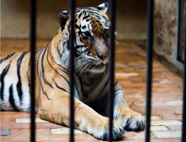Тигър уби служител в немски зоопарк