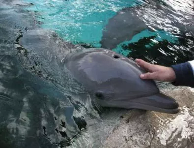Изчезващите делфини на Черно море