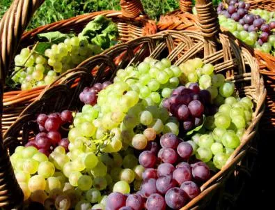 Рекордно слаба реколта на грозде във Франция