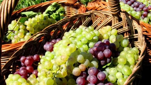 Рекордно слаба реколта на грозде във Франция