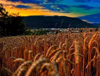 Европейската реколта на пшеница може да 2 най-ниската от 5 години