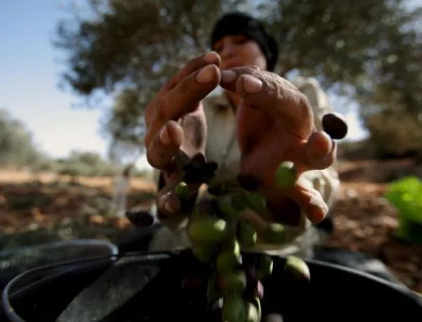 Сирийци правят гориво от маслини 