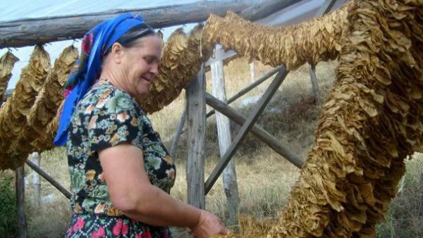 ЕК не планирала забрана на ориенталския тютюни