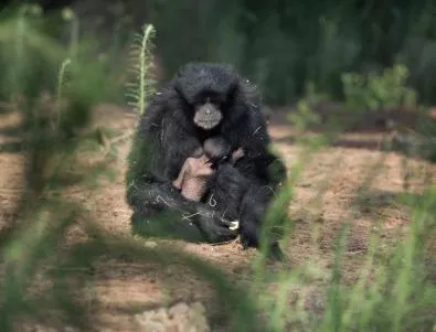 Човекоподобните маймуни в Африка са застрашени