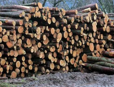 По 500 тира на ден изнасят дърва за Гърция