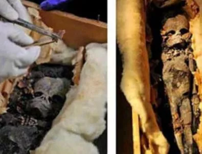 Откриха мумия на извънземен (видео)