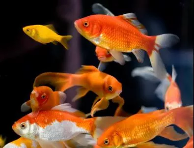 5 съвета за рибите в аквариум