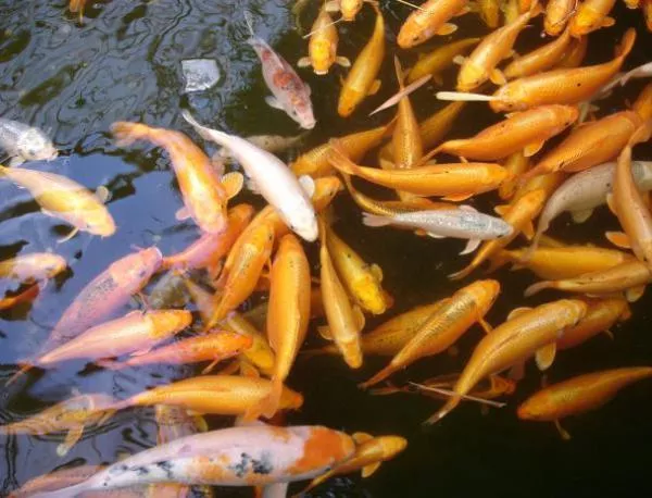 Рибите стават по-малки от глобалното затопляне 