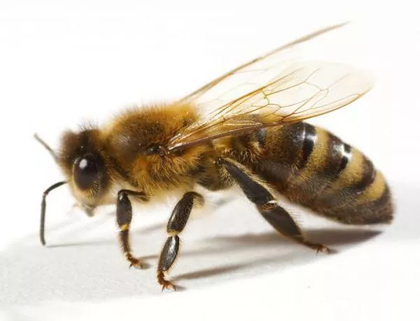 Мозък на пчела ще управлява автономни летящи роботи