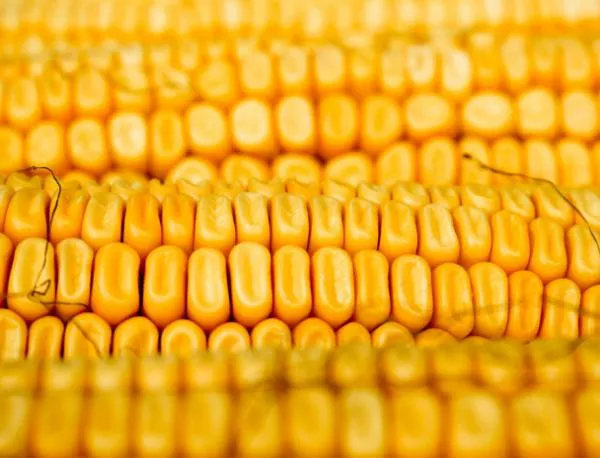ЕС: ГМО царевицата не предизвиква рак