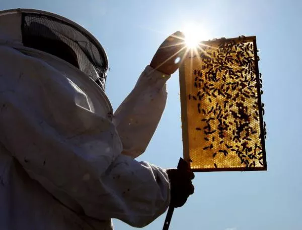 Син мед уплаши френските пчелари 