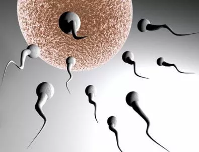 Създадоха яйцеклетки от стволови клетки