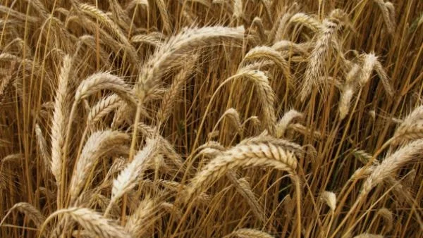 Путин: Русия ще има зърно, въпреки сушата 