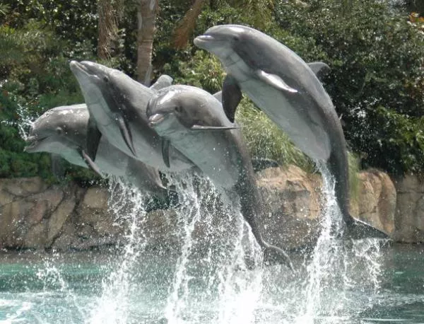 Украйна обучава военноморски делфини
