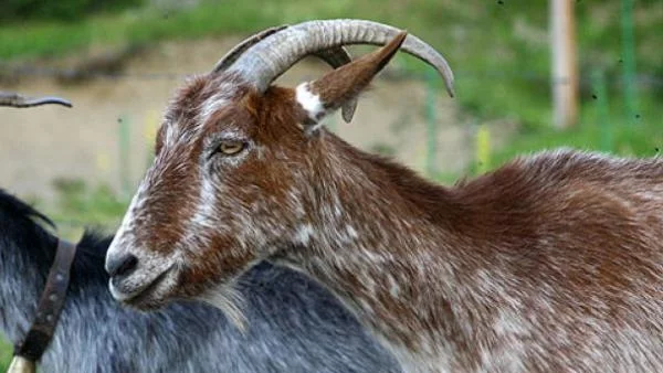 Отвлякоха козел и му направиха педикюр 