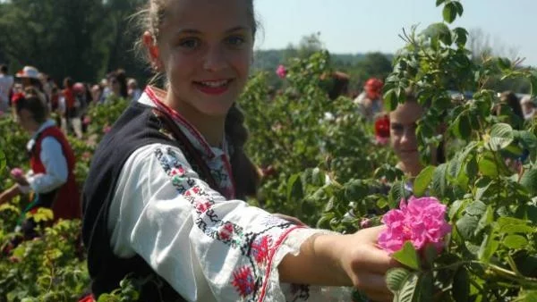 Изнасяме розово масло за Индия 