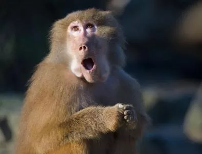 Учени учат маймуни да управляват компютър с поглед