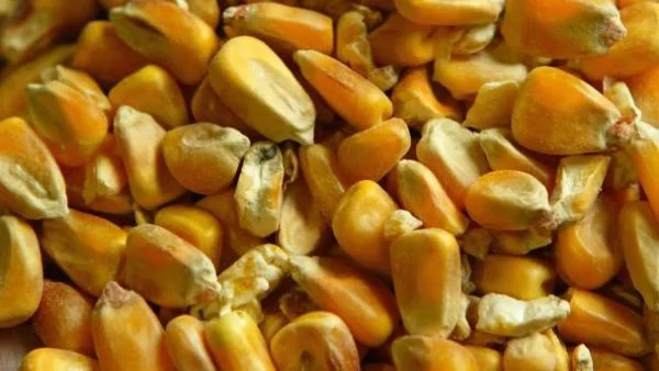 И френски екип: ГМО царевицата не предизвиква рак