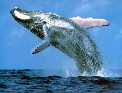 Китове могат да имитират звуци като от човешки глас 