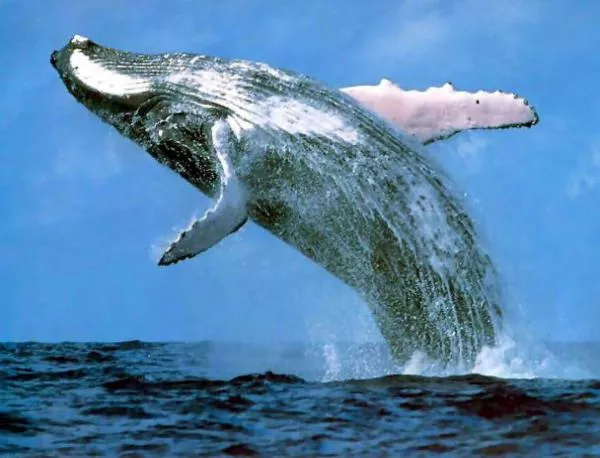 Китове могат да имитират звуци като от човешки глас 