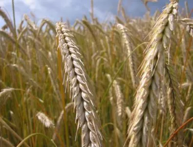 Украйна забрани износа на пшеница