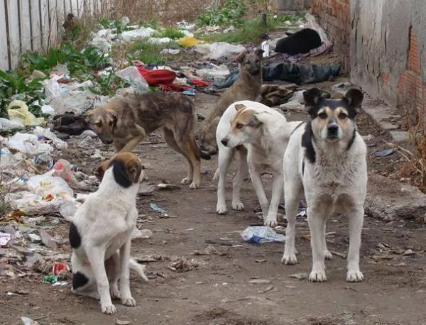 Безплатна кастрация на кучета и котки в Кюстендил
