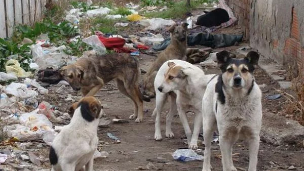 Безплатна кастрация на кучета и котки в Кюстендил
