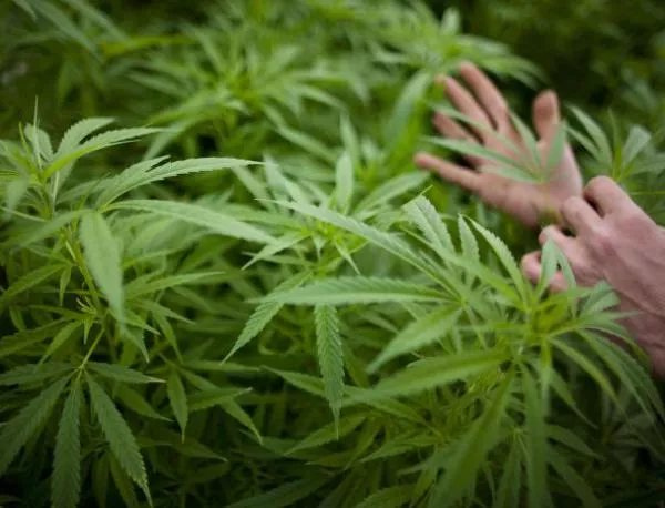 Иззеха близо 3 кг марихуана в Разград