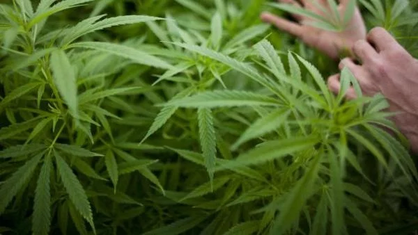 Иззеха близо 3 кг марихуана в Разград