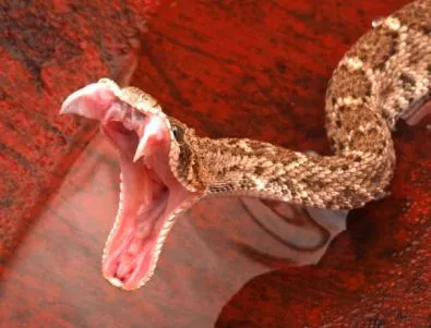 Отрова от гърмяща змия лекува рак 