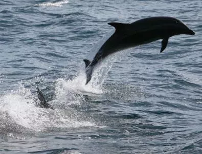 Масово самоубийство на делфини край Австралия 