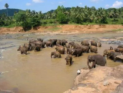 Пияни слонове направиха погром в индийско село