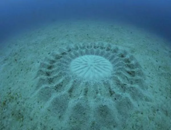 Откриха странни "житни кръгове" под водата