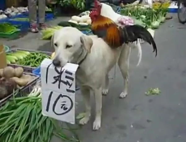 Куче продава живи кокошки на пазар в Китай (видео)
