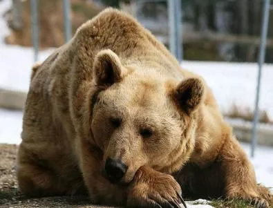 Забраняват лова на кафявите мечки