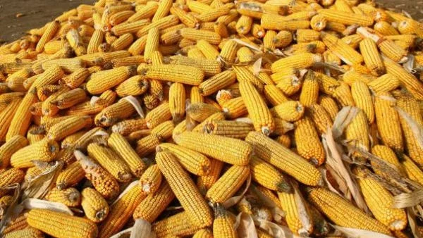 ГМО-царевица превзема Мексико 