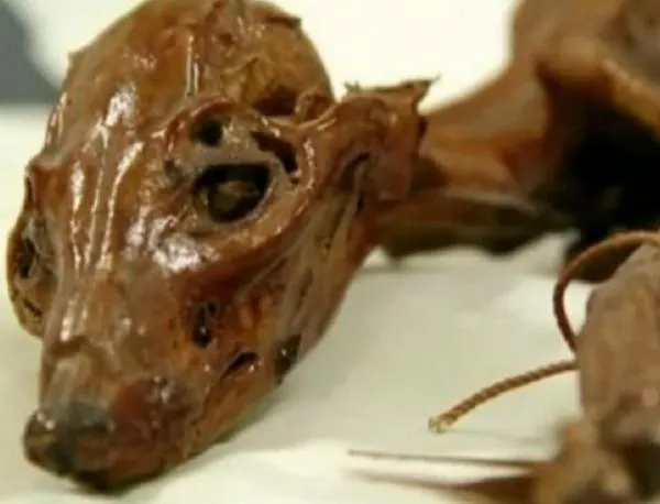 Необичайна мумия на куче беше открита в Мексико