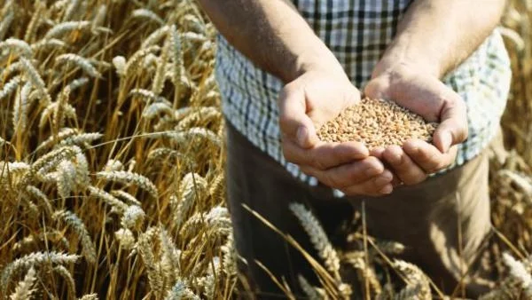 Днешната пшеница - перфектна отрова?