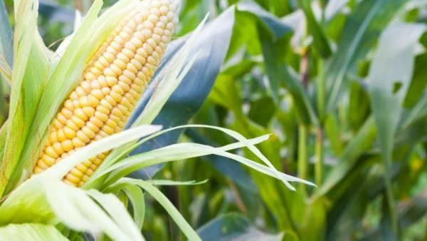 Европа: ГМО-царевицата не предизвиква рак