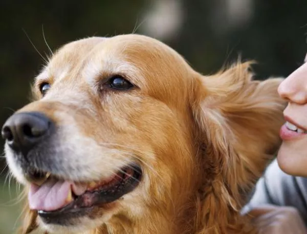 Кучетата "надушват" рак на белия дроб