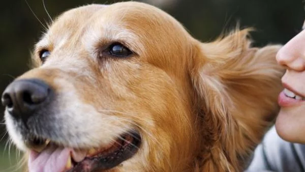 Кучетата "надушват" рак на белия дроб