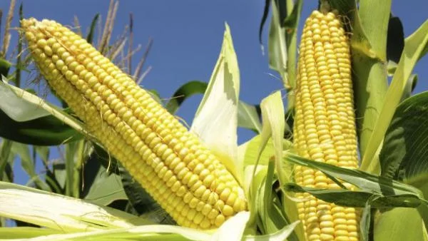 Британското земеделие "за" ГМО