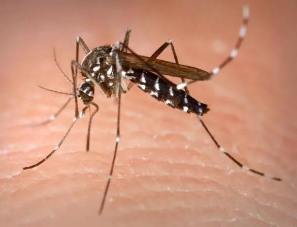 Прогонва ли ултразвукът комарите?