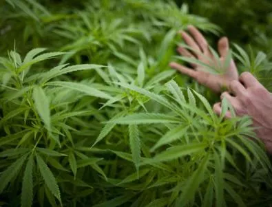 Българите категорично против легализацията на марихуана