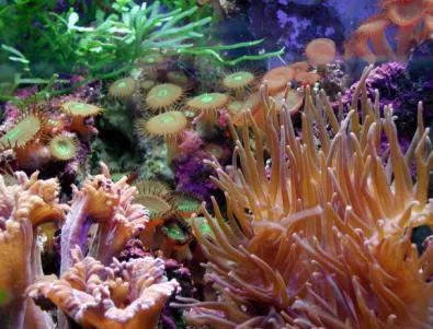 Откриха корали на безпрецедентна дълбочина