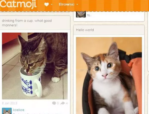 Социална мрежа за котки