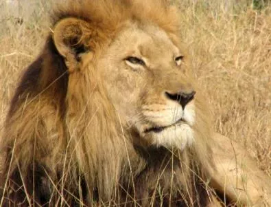 Популацията на лъвовете в Африка е намаляла 13 пъти за 50 години