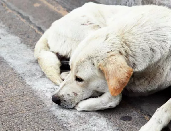 5 хил. бездомни кучета са хванали от "Екоравновесие" за година