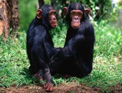Шимпанзетата имат чувство за справедливост